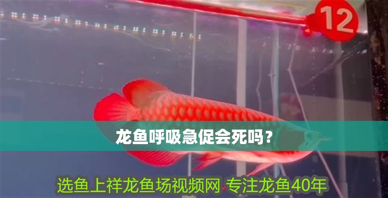 龍魚呼吸急促會死嗎？