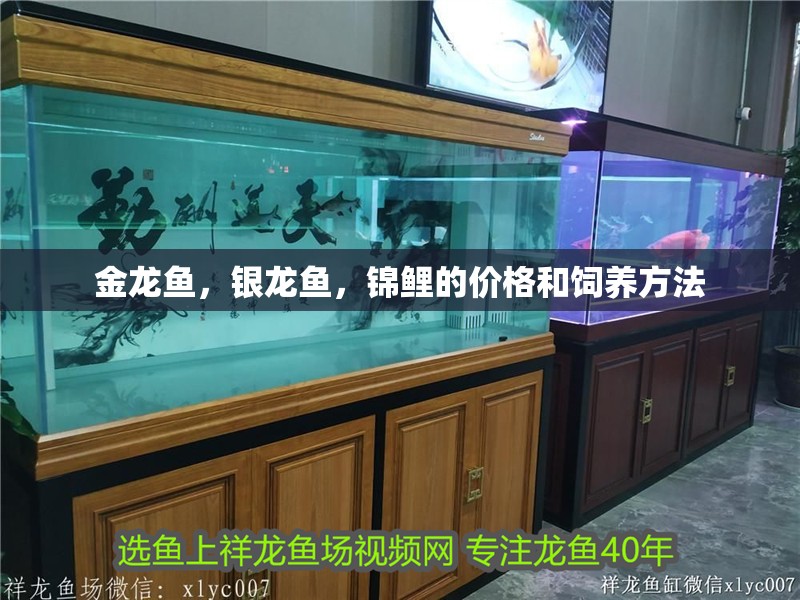 金龍魚，銀龍魚，錦鯉的價格和飼養方法