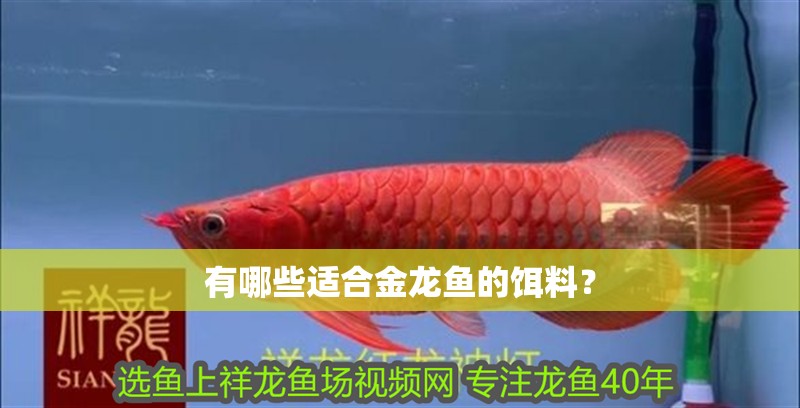 有哪些適合金龍魚的餌料？
