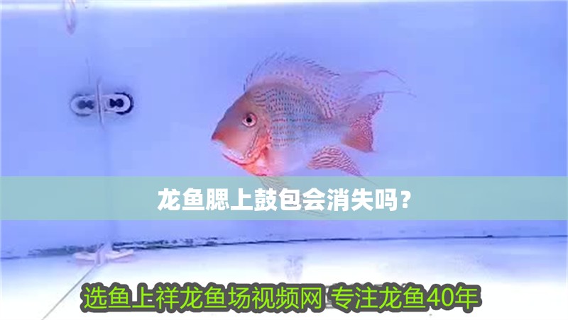 龍魚腮上鼓包會消失嗎？