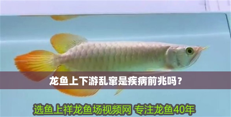 龍魚(yú)上下游亂竄是疾病前兆嗎？