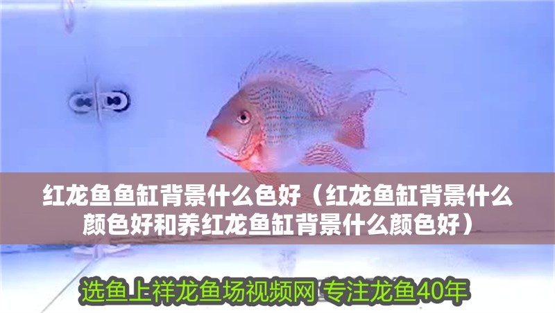 紅龍魚魚缸背景什么色好（紅龍魚缸背景什么顏色好和養(yǎng)紅龍魚缸背景什么顏色好）