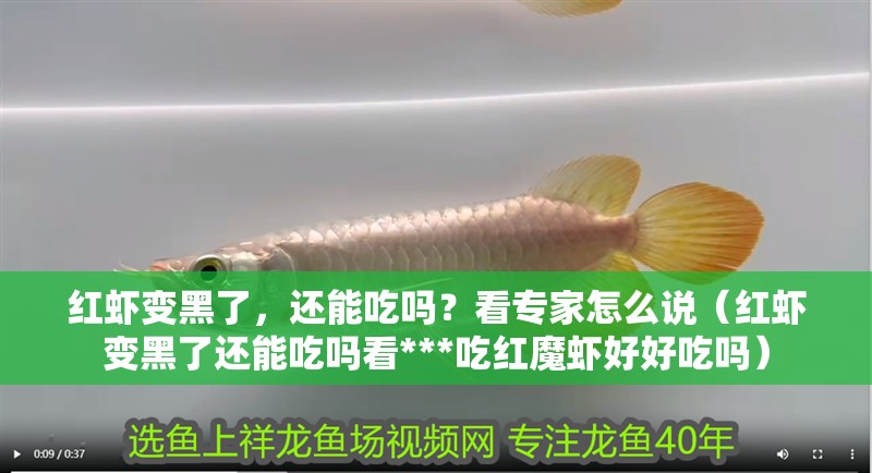 紅蝦變黑了，還能吃嗎？看專家怎么說（紅蝦變黑了還能吃嗎看***吃紅魔蝦好好吃嗎）