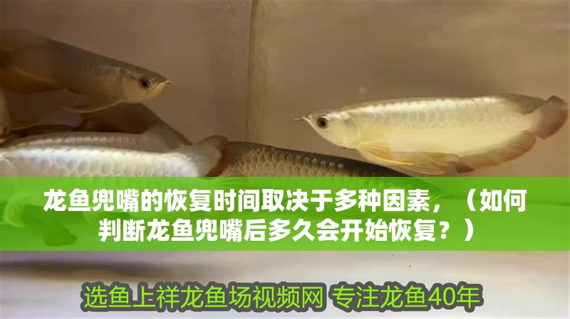 龍魚兜嘴的恢復時間取決于多種因素，（如何判斷龍魚兜嘴后多久會開始恢復？）