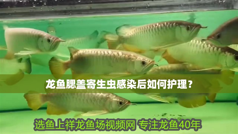 魚缸用增氧泵價格是多少:魚缸增氧機-xtrac增氧機-xtrac增氧機 龍魚腮蓋寄生蟲感染后如何護理? 龍魚百科 龍魚腮蓋寄生蟲感染后如何護理? 龍魚腮蓋寄生蟲感染后如何護理? 龍魚百科
