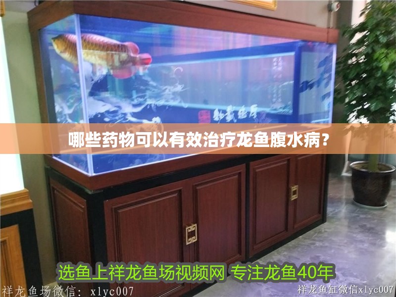 哪些藥物可以有效治療龍魚腹水病？