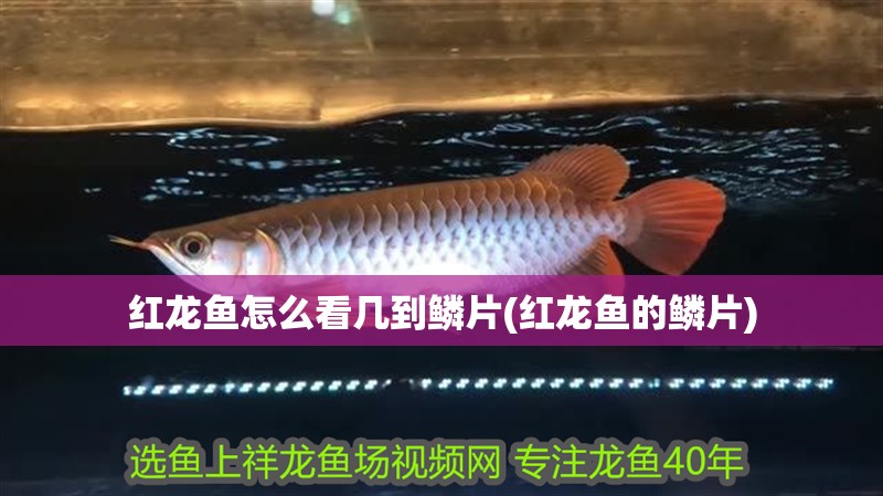 紅龍魚怎么看幾到鱗片(紅龍魚的鱗片) 紅龍魚怎么看幾到鱗片(紅龍魚的鱗片) 觀賞魚百科