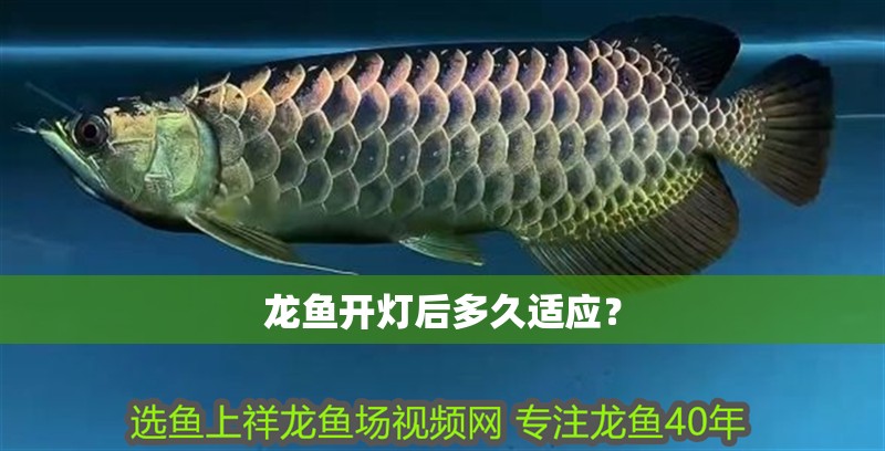 龍魚開燈后多久適應？