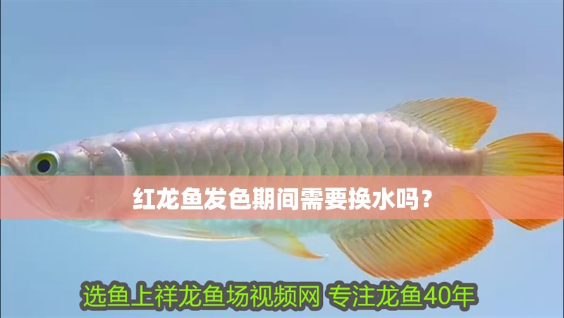 紅龍魚發色期間需要換水嗎？