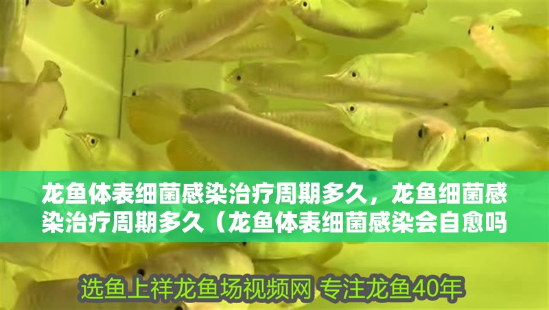 龍魚體表細菌感染治療周期多久，龍魚細菌感染治療周期多久（龍魚體表細菌感染會自愈嗎）