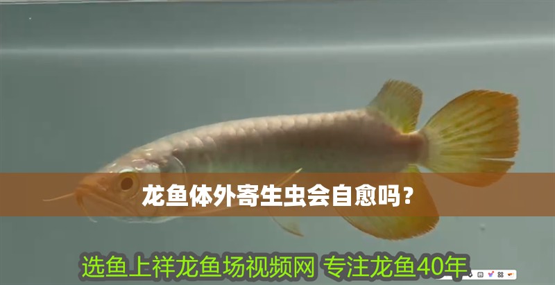 龍魚體外寄生蟲會自愈嗎？