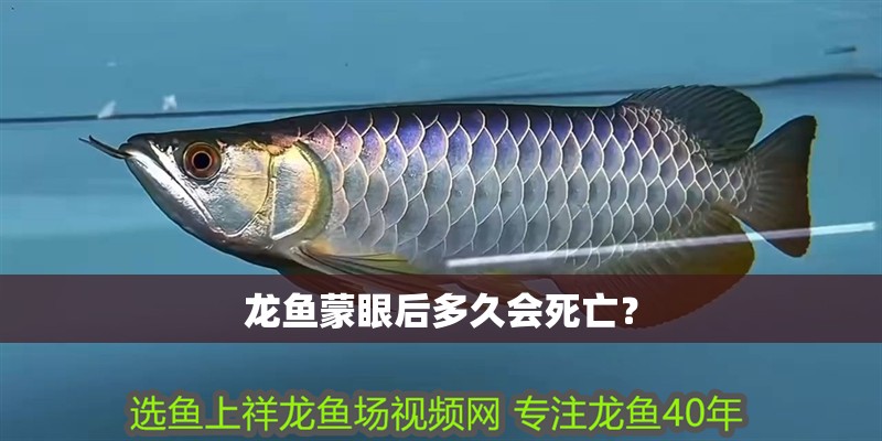 龍魚蒙眼后多久會死亡？ 龍魚蒙眼后多久會死亡？ 龍魚百科