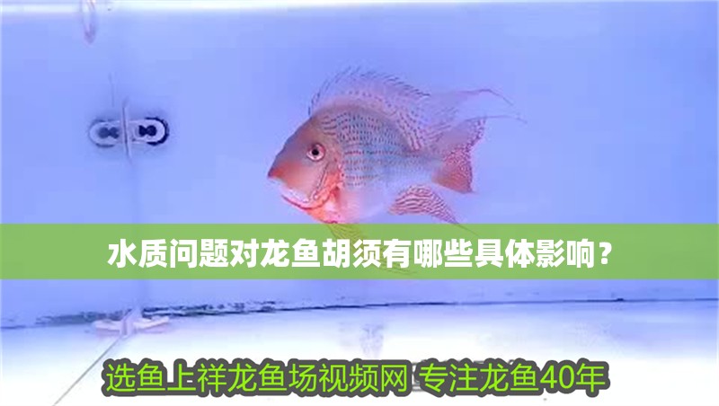 水質問題對龍魚胡須有哪些具體影響？
