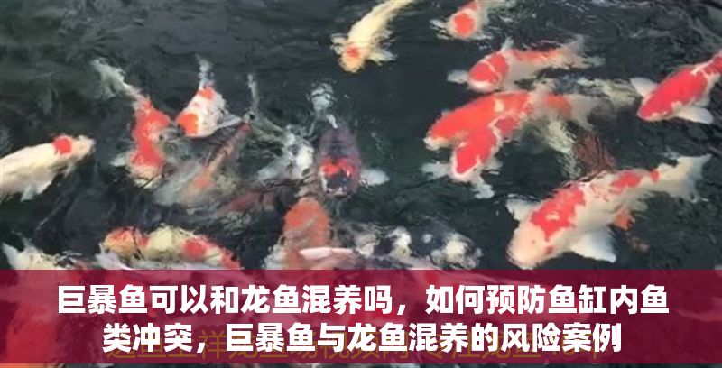 巨暴魚可以和龍魚混養嗎，如何預防魚缸內魚類沖突，巨暴魚與龍魚混養的風險案例 巨暴魚可以和龍魚混養嗎，如何預防魚缸內魚類沖突，巨暴魚與龍魚混養的風險案例 龍魚百科 第2張