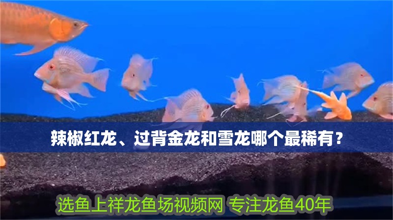 辣椒紅龍、過背金龍和雪龍哪個最稀有？