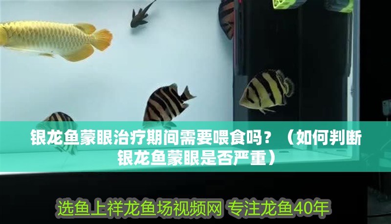 銀龍魚蒙眼治療期間需要喂食嗎？（如何判斷銀龍魚蒙眼是否嚴(yán)重）