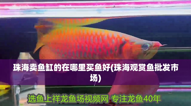 珠海賣魚缸的在哪里買魚好(珠海觀賞魚批發市場)
