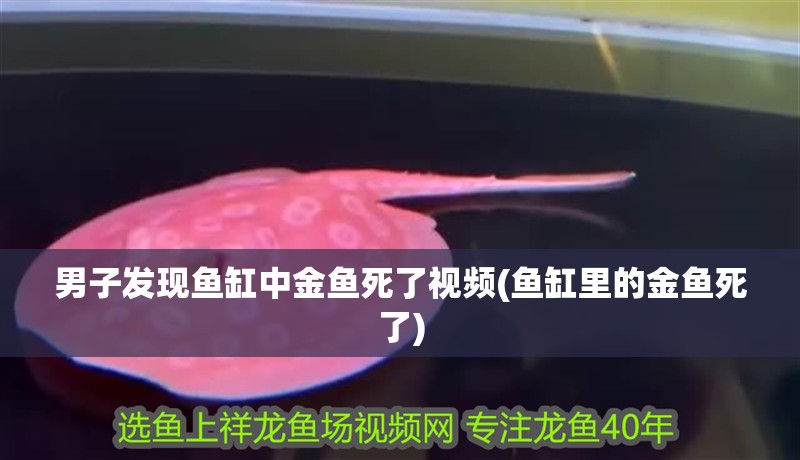 男子發現魚缸中金魚死了視頻(魚缸里的金魚死了)