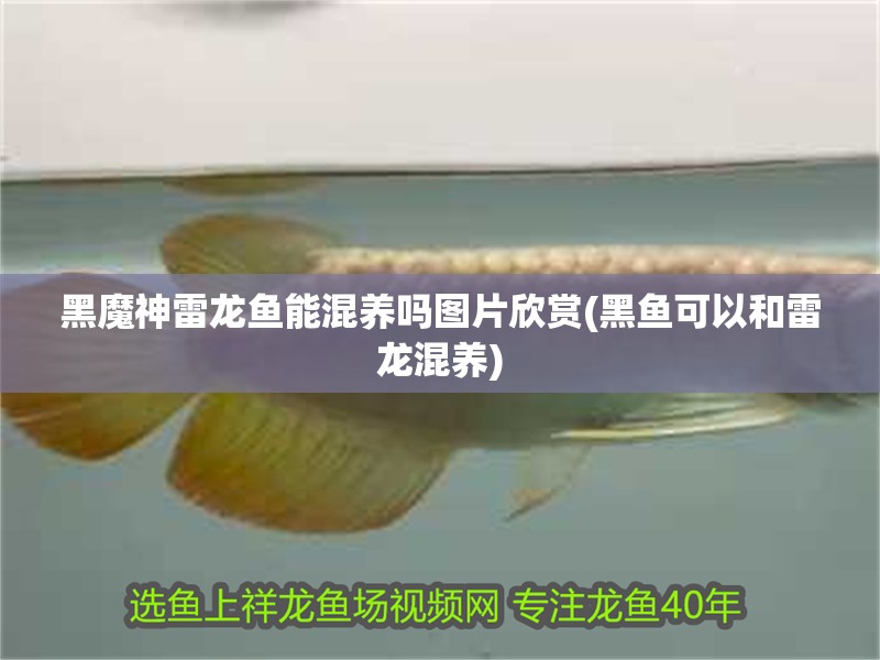 黑魔神雷龍魚(yú)能混養(yǎng)嗎圖片欣賞(黑魚(yú)可以和雷龍混養(yǎng))
