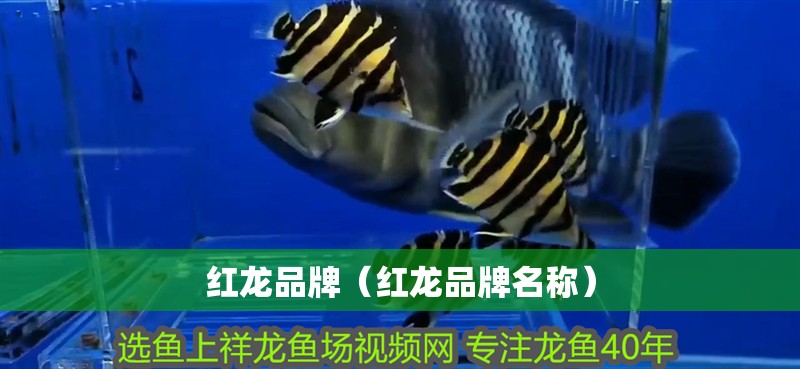 紅龍品牌（紅龍品牌名稱）