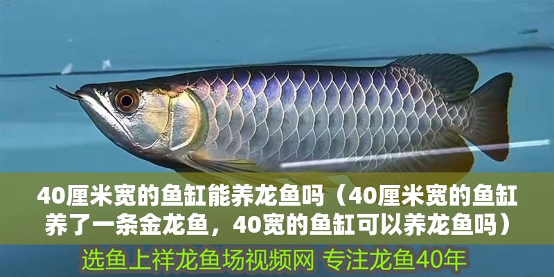 40厘米寬的魚缸能養龍魚嗎（40厘米寬的魚缸養了一條金龍魚，40寬的魚缸可以養龍魚嗎）