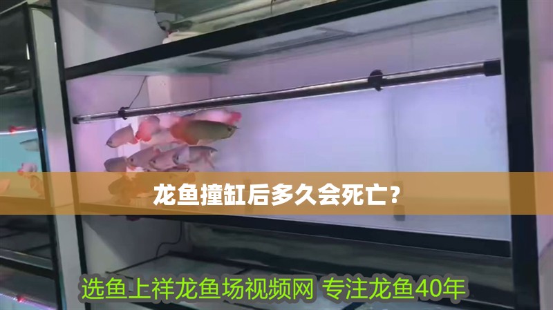 龍魚撞缸后多久會死亡？