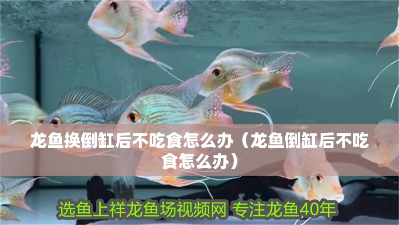 龍魚(yú)換倒缸后不吃食怎么辦（龍魚(yú)倒缸后不吃食怎么辦）