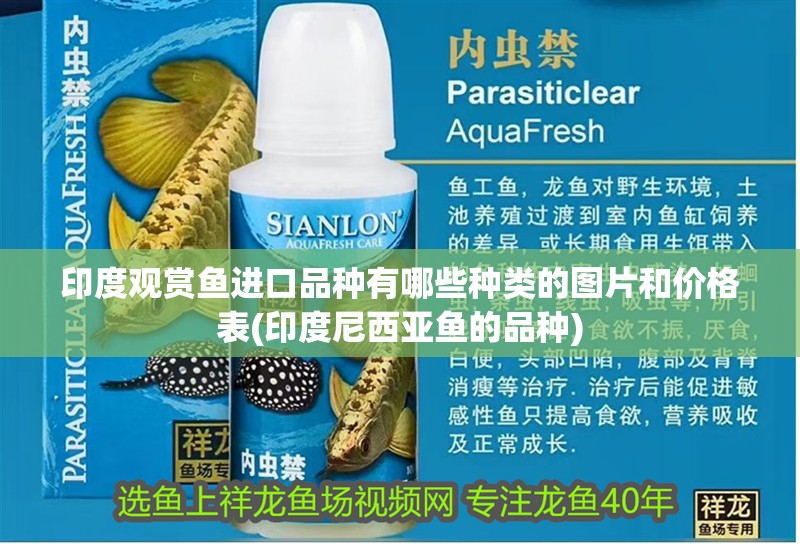 我的虎魚真菌感染了要怎么處理 印度觀賞魚進口品種有哪些種類的圖片和價格表(印度尼西亞魚的品種) 觀賞魚百科 印度觀賞魚進口品種有哪些種類的圖片和價格表(印度尼西亞魚的品種) 印度觀賞魚進口品種有哪些種類的圖片和價格表(印度尼西亞魚的品種) 觀賞魚百科