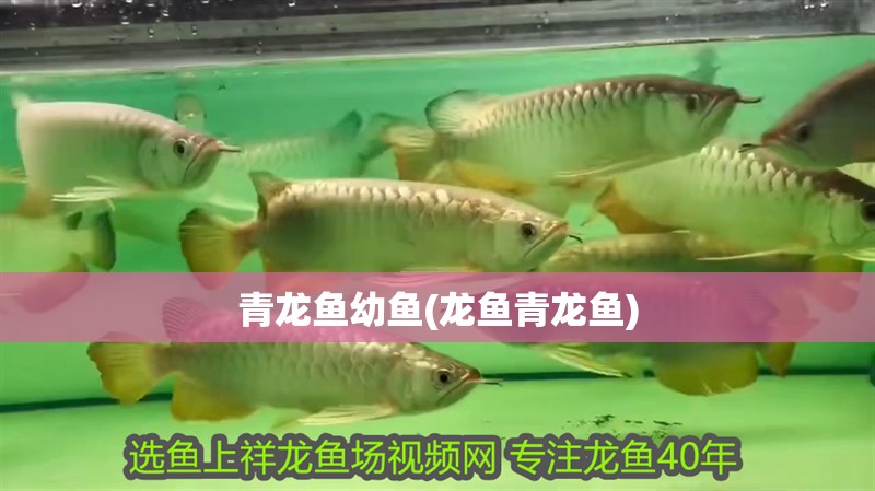 青龍魚幼魚(龍魚青龍魚)