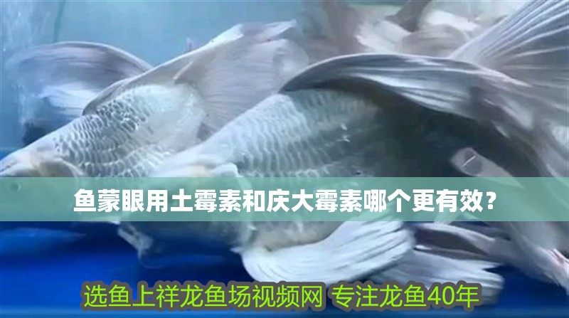 魚蒙眼用土霉素和慶大霉素哪個更有效？