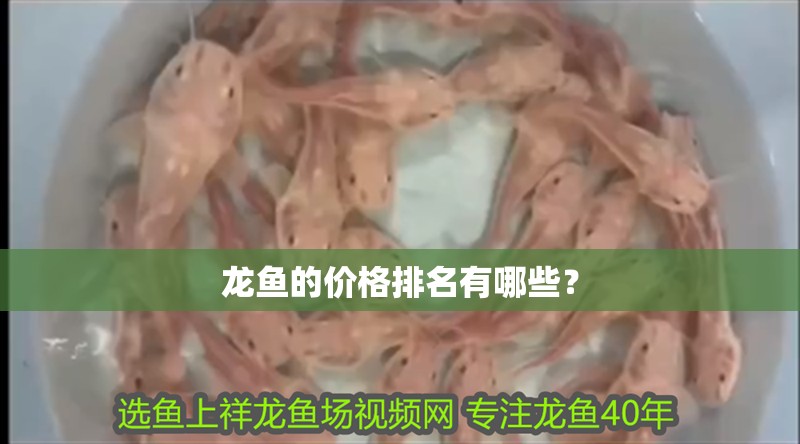 龍魚的價格排名有哪些？