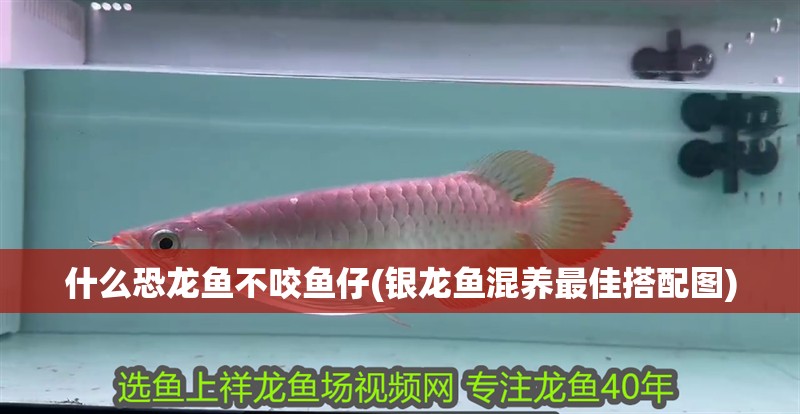 什么恐龍魚(yú)不咬魚(yú)仔(銀龍魚(yú)混養(yǎng)最佳搭配圖)