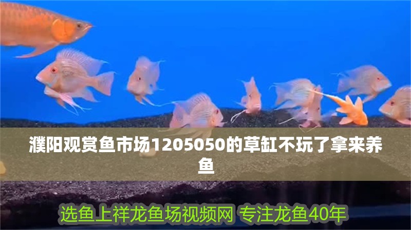 濮陽觀賞魚市場1205050的草缸不玩了拿來養魚