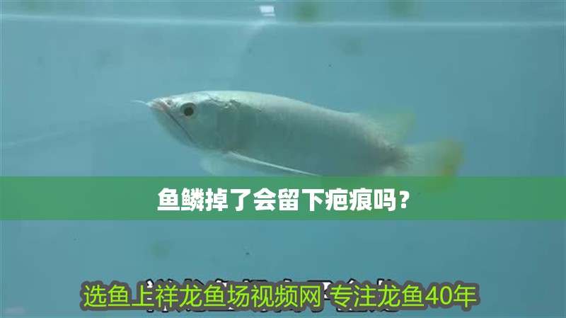 魚鱗掉了會留下疤痕嗎？