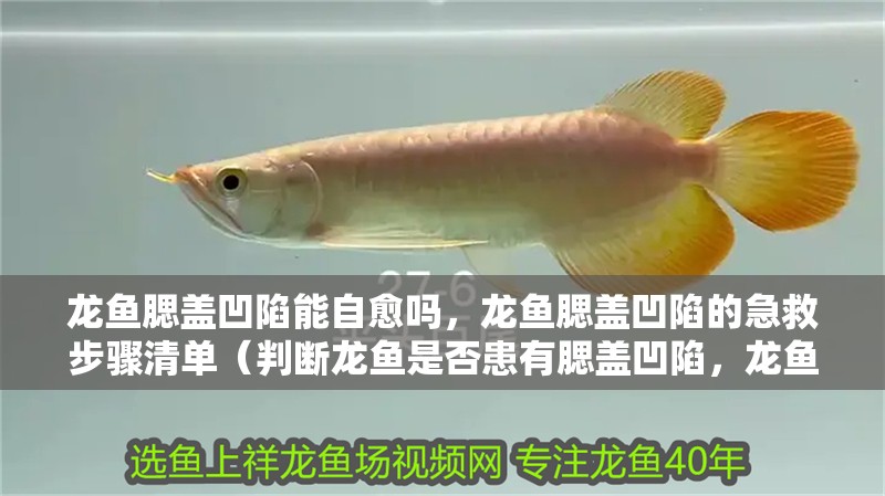 龍魚腮蓋凹陷能自愈嗎，龍魚腮蓋凹陷的急救步驟清單（判斷龍魚是否患有腮蓋凹陷，龍魚腮蓋凹陷的急救步驟清單）