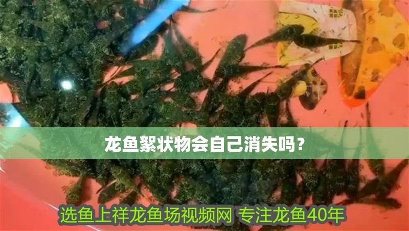 龍魚絮狀物會自己消失嗎？