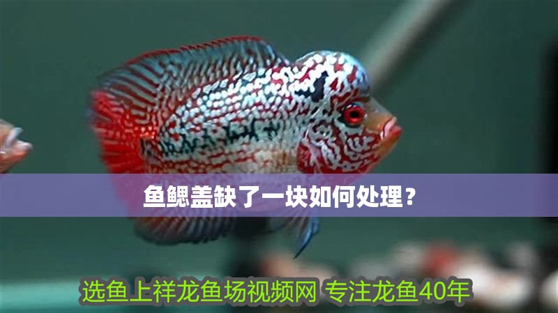 魚鰓蓋缺了一塊如何處理？ 魚鰓蓋缺了一塊如何處理？ 龍魚百科