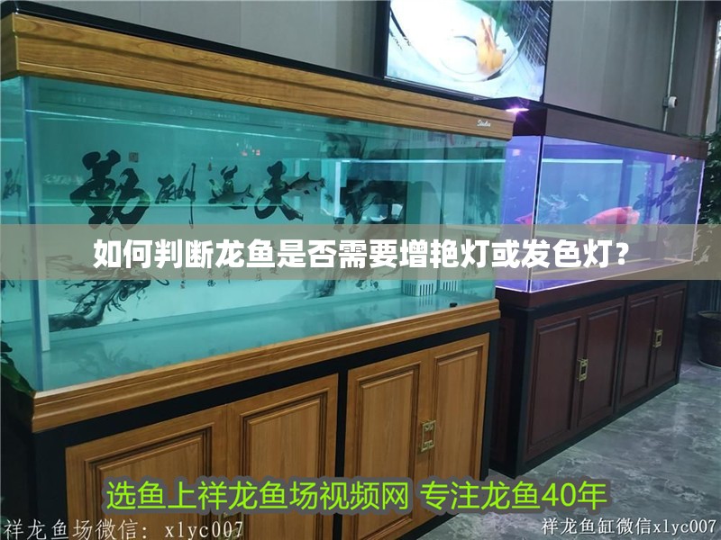 如何判斷龍魚是否需要增艷燈或發(fā)色燈？