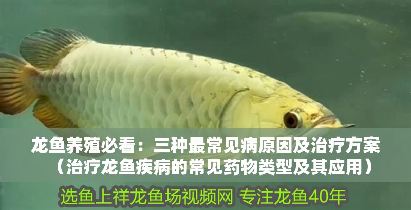 龍魚養殖必看：三種最常見病原因及治療方案（治療龍魚疾病的常見藥物類型及其應用）