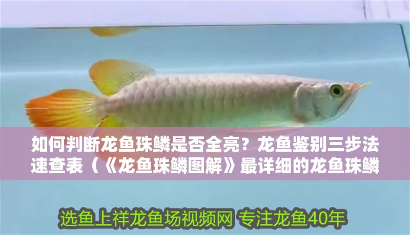 如何判斷龍魚珠鱗是否全亮？龍魚鑒別三步法速查表（《龍魚珠鱗圖解》最詳細的龍魚珠鱗亮起后還會再亮嗎）
