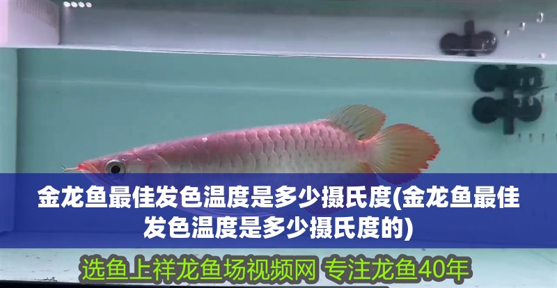 金龍魚最佳發(fā)色溫度是多少攝氏度(金龍魚最佳發(fā)色溫度是多少攝氏度的)