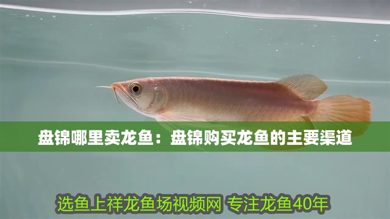 盤錦哪里賣龍魚：盤錦購買龍魚的主要渠道 盤錦哪里賣龍魚：盤錦購買龍魚的主要渠道 觀賞魚百科