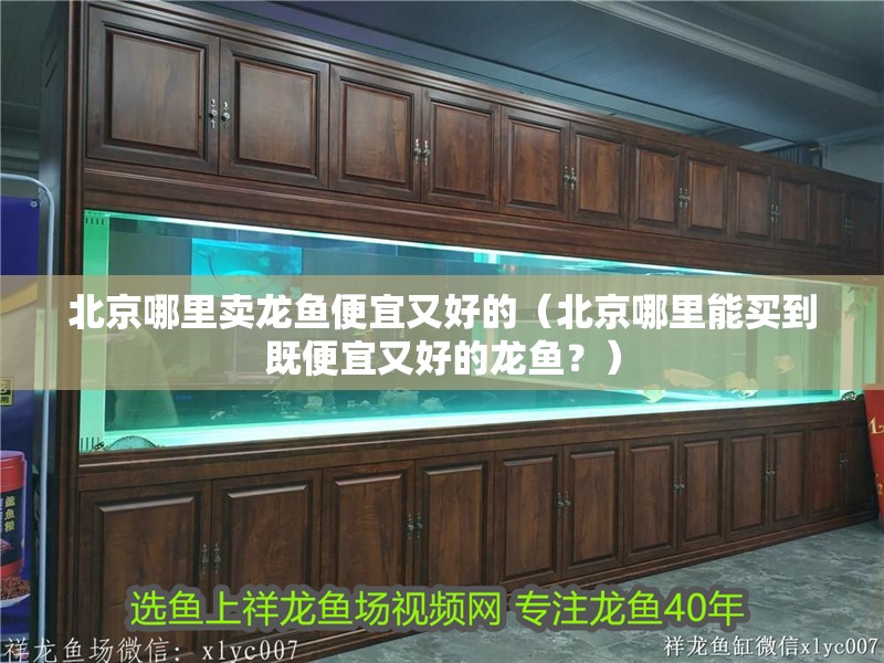 北京哪里賣龍魚便宜又好的（北京哪里能買到既便宜又好的龍魚？）