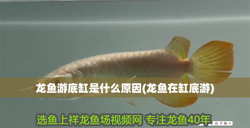 龍魚游底缸是什么原因(龍魚在缸底游) 龍魚游底缸是什么原因(龍魚在缸底游) 觀賞魚百科