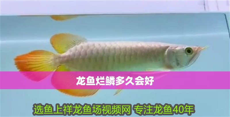 龍魚(yú)爛鱗多久會(huì)好