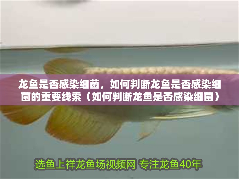 龍魚是否感染細菌，如何判斷龍魚是否感染細菌的重要線索（如何判斷龍魚是否感染細菌） 龍魚是否感染細菌，如何判斷龍魚是否感染細菌的重要線索（如何判斷龍魚是否感染細菌） 龍魚百科