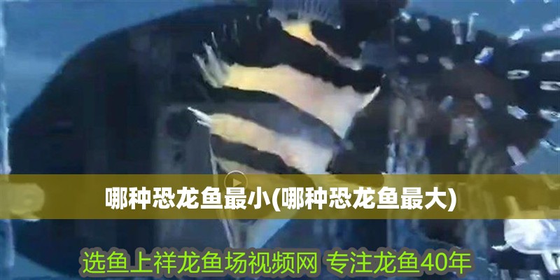哪種恐龍魚最小(哪種恐龍魚最大) 哪種恐龍魚最小(哪種恐龍魚最大) 觀賞魚百科