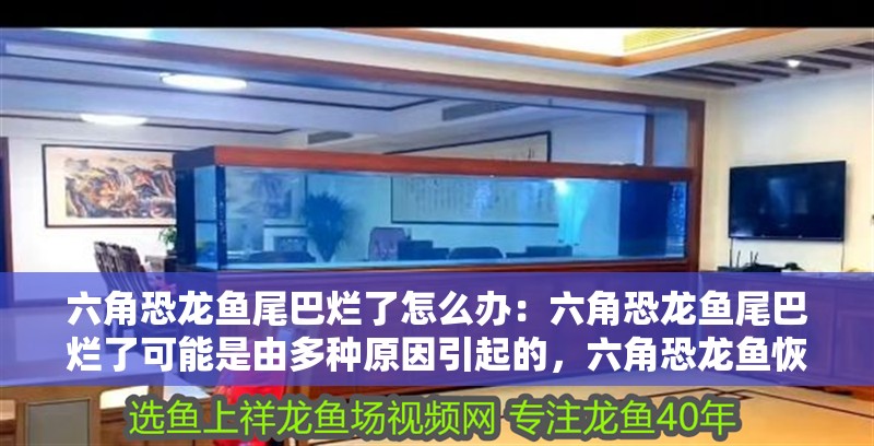 六角恐龍魚尾巴爛了怎么辦：六角恐龍魚尾巴爛了可能是由多種原因引起的，六角恐龍魚恢復健康 六角恐龍魚尾巴爛了怎么辦：六角恐龍魚尾巴爛了可能是由多種原因引起的，六角恐龍魚恢復健康 觀賞魚百科