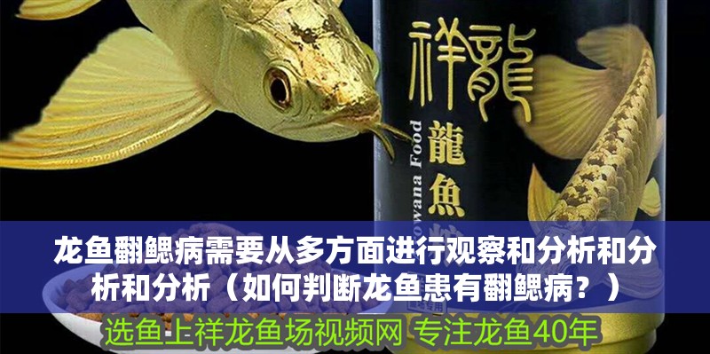 龍魚翻鰓病需要從多方面進行觀察和分析和分析和分析（如何判斷龍魚患有翻鰓病？）