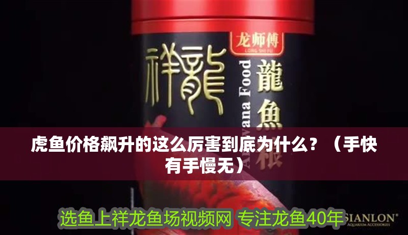 虎魚價格飆升的這么厲害到底為什么？（手快有手慢無）